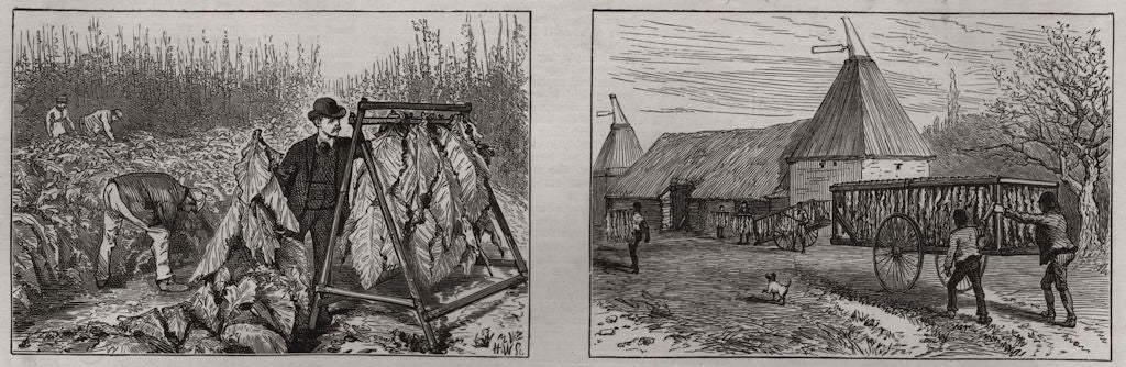 Tobacco growing in Kent. Staging the leaf; dry crop in oast house 1886 print